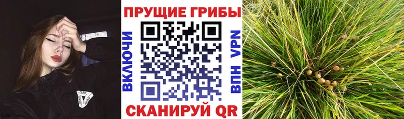 Галлюциногенные грибы прущие грибы  Купить закладки  Циолковский 